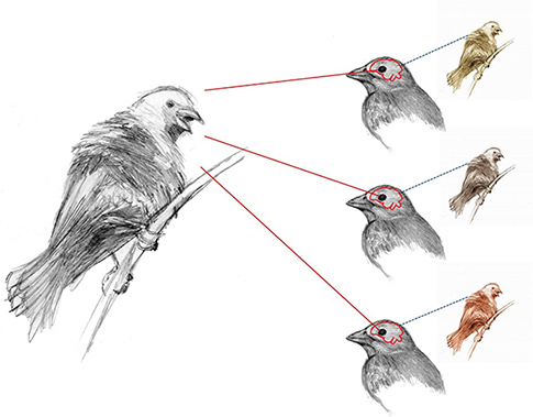 Bird Signaling